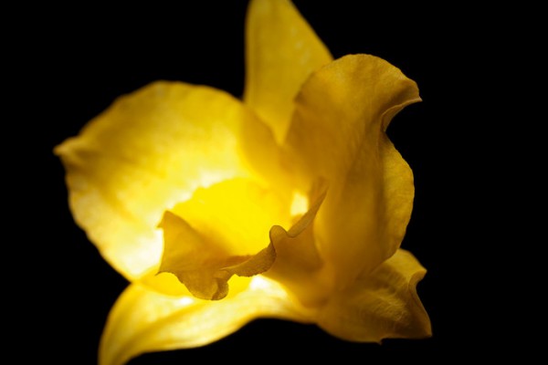 Золотой цветок Гималаев - фото