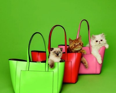 Собирают лайки: котики в рекламной кампании Coccinelle-430x480