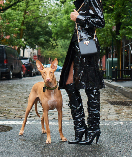 Собаки и обувь: Neiman Marcus представил новую осеннюю коллекцию обуви-Фото 2