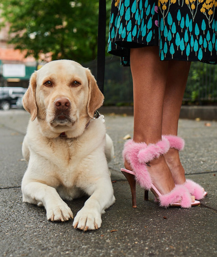 Собаки и обувь: Neiman Marcus представил новую осеннюю коллекцию обуви-Фото 1