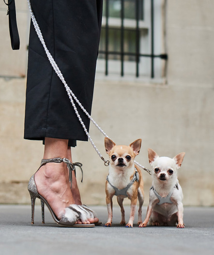 Собаки и обувь: Neiman Marcus представил новую осеннюю коллекцию обуви-Фото 4
