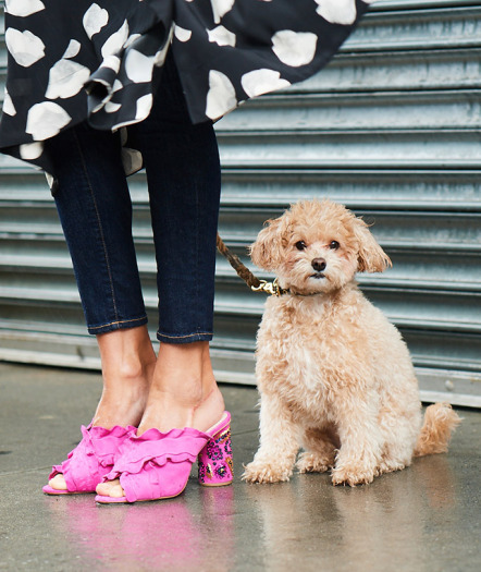 Собаки и обувь: Neiman Marcus представил новую осеннюю коллекцию обуви-Фото 3