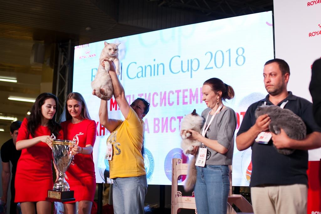 Royal Canin Cup 2018: як пройшла виставка котів в Одесі-Фото 1