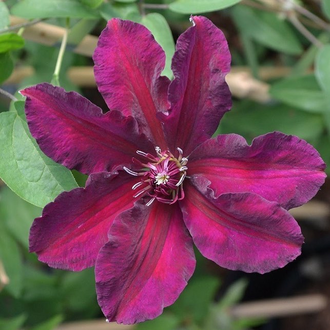 Квітковий прототип: На честь Меган Маркл назвали особливий сорт садової рослини-Фото 2