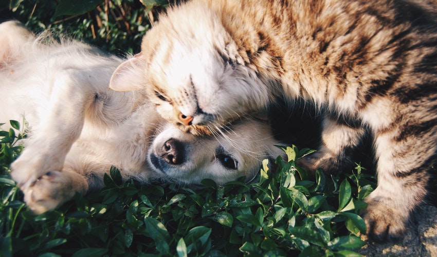 Дослідження: власники собак щасливіші, ніж господарі котів.