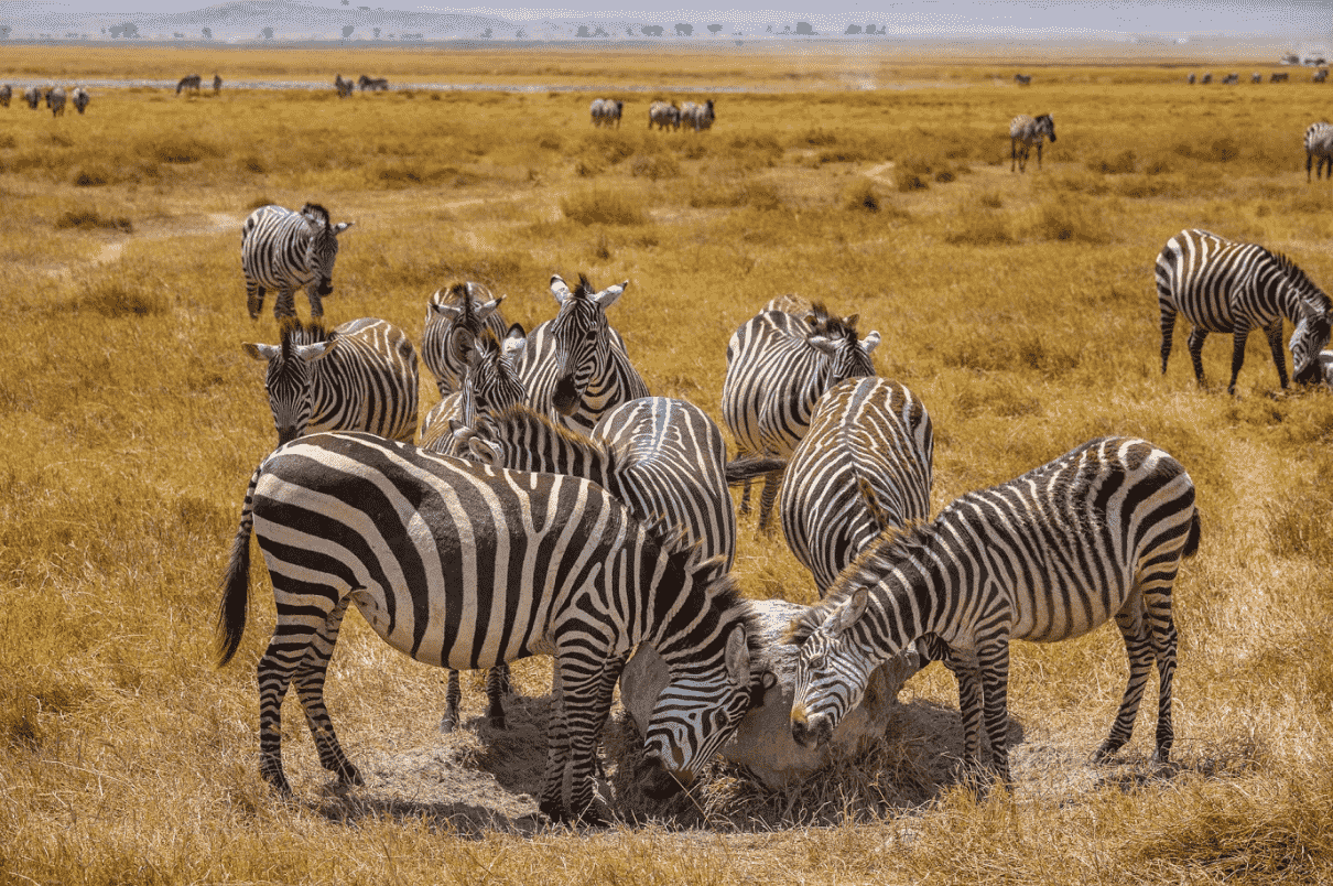 Зачем стоит поехать на отдых в Танзанию и Занзибар-Фото 9