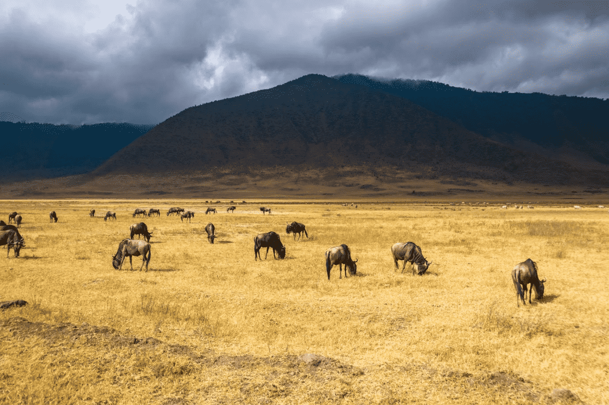 Зачем стоит поехать на отдых в Танзанию и Занзибар-Фото 10