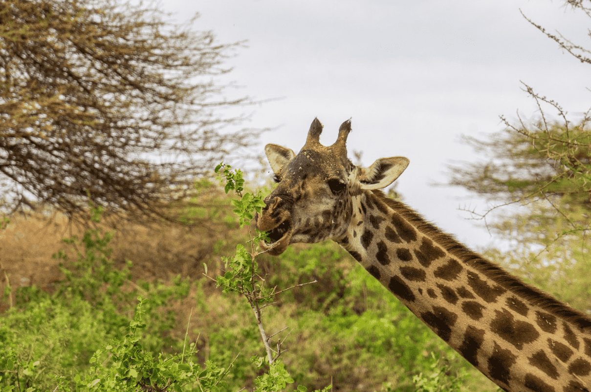Зачем стоит поехать на отдых в Танзанию и Занзибар-Фото 8