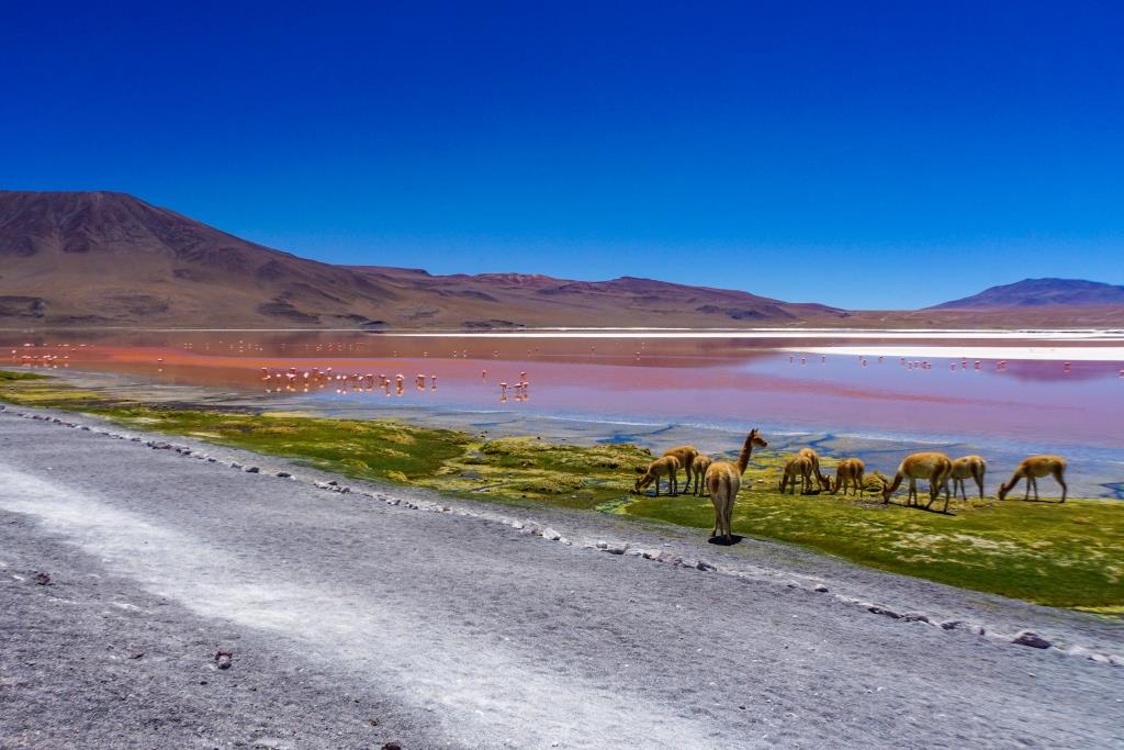 Червона лагуна, соляні тераси та дзеркальне озеро: чому до Болівії та Перу хочеться повертатися?-Фото 5
