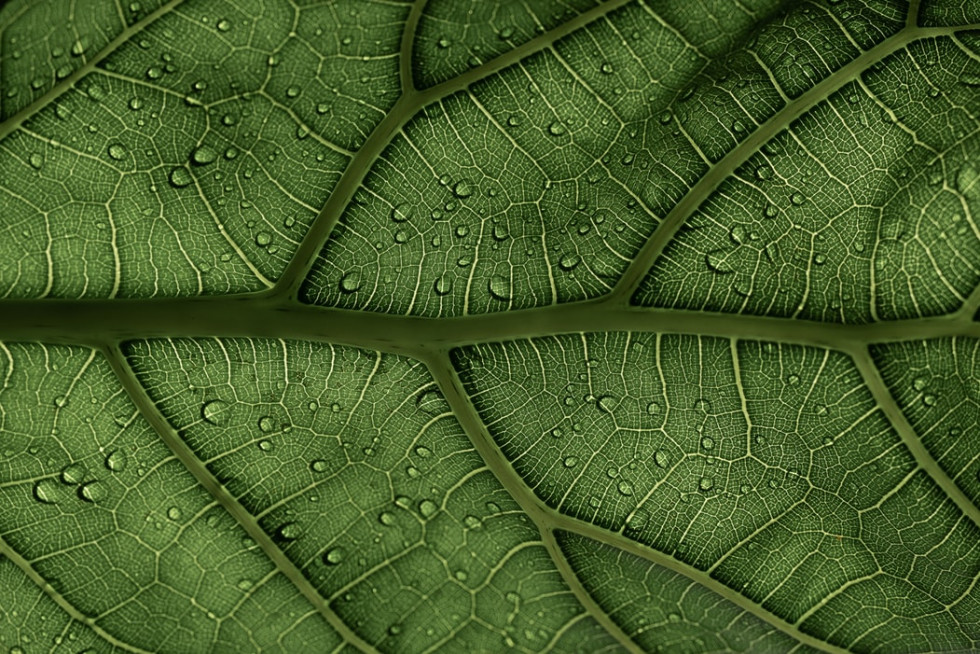 Sensitive skin chuvstvitelnaia kozha leaf