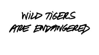 Во благо: KENZO представил капсульную коллекцию с WWF в знак поддержки популяции тигров-320x180