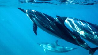 Ще один екологічний злочин росії: масова загибель дельфінів у Чорному морі-320x180