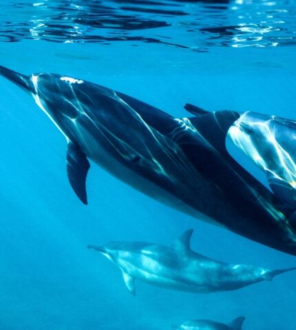 Ще один екологічний злочин росії: масова загибель дельфінів у Чорному морі-430x480