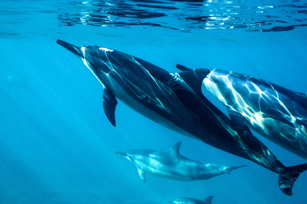 Ще одне екологічне злочин росії: масова загибель дельфінів у Чорному морі-Фото 1
