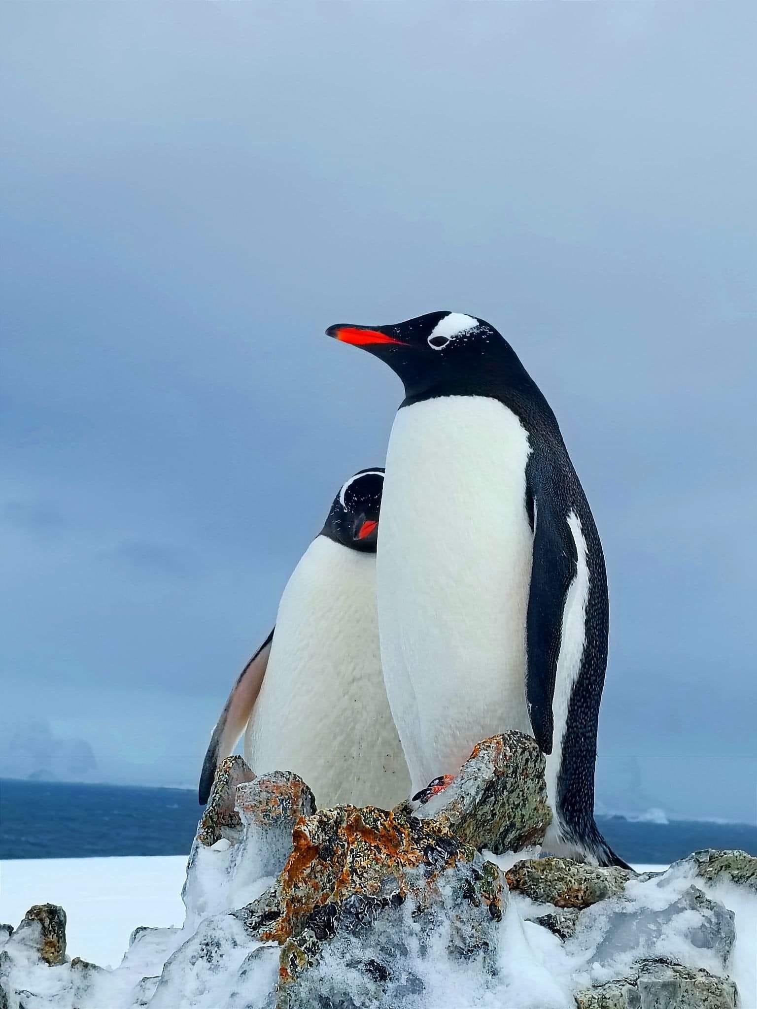 Українські полярники показали закоханих пінгвінів