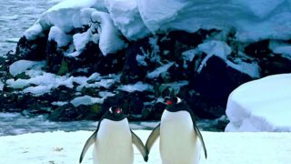 Українські полярники показали закоханих пінгвінів