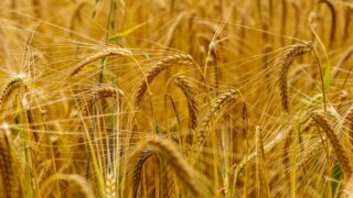 росія знищила 60 тисяч тонн українського зерна