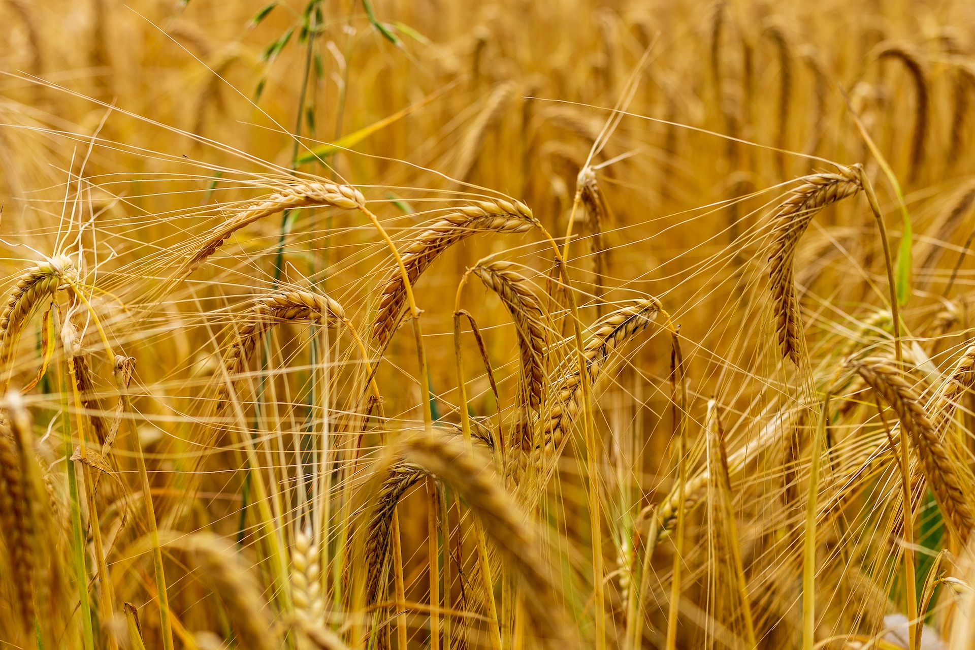 росія знищила 60 тисяч тонн українського зерна