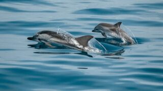 У Чорному морі загинули близько 1000 дельфінів