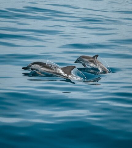 У Чорному морі загинули близько 1000 дельфінів