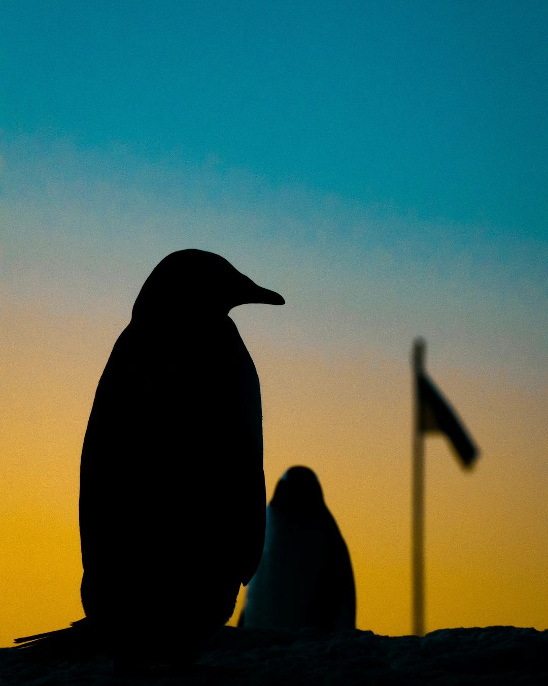 «Пінгвіняча тусовка»: українські полярники показали милі відео з пінгвінами-Фото 1
