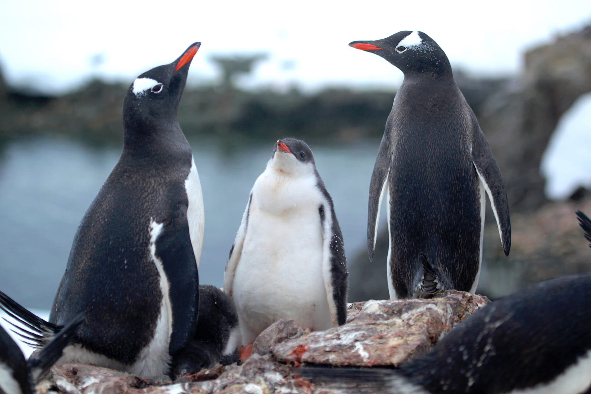 Бебі-бум: біля станції «Академік Вернадський» народилося вже понад 750 пінгвінят-Фото 1