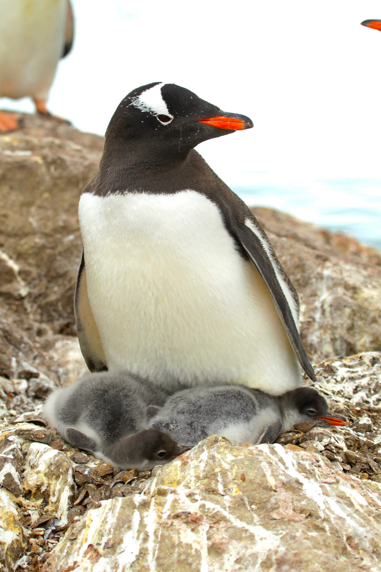 Бебі-бум: біля станції «Академік Вернадський» народилося вже понад 750 пінгвінят-Фото 2