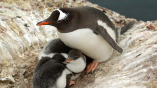 біля станції "Академік Вернадський" народилося понад 750 пінгвінят