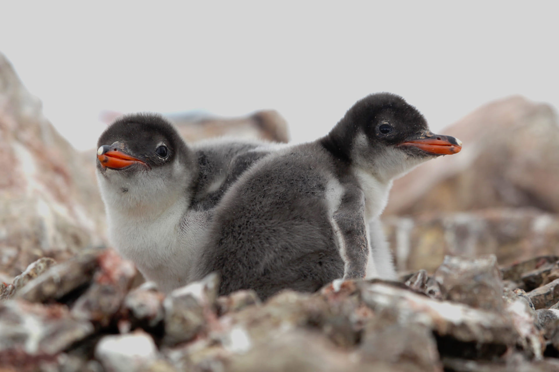 Бебі-бум: біля станції «Академік Вернадський» народилося вже понад 750 пінгвінят-Фото 5