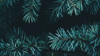 Як екологічно утилізувати ялинку: пункти прийому новорічних дерев у Києві-320x180
