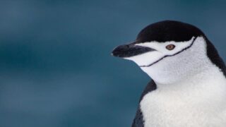 Чінстрапи пінгвінята відео зі станції "Академік Вернадський"