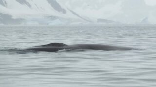 Українські полярники показали фінвала — одного з найбільших китів у світі-320x180