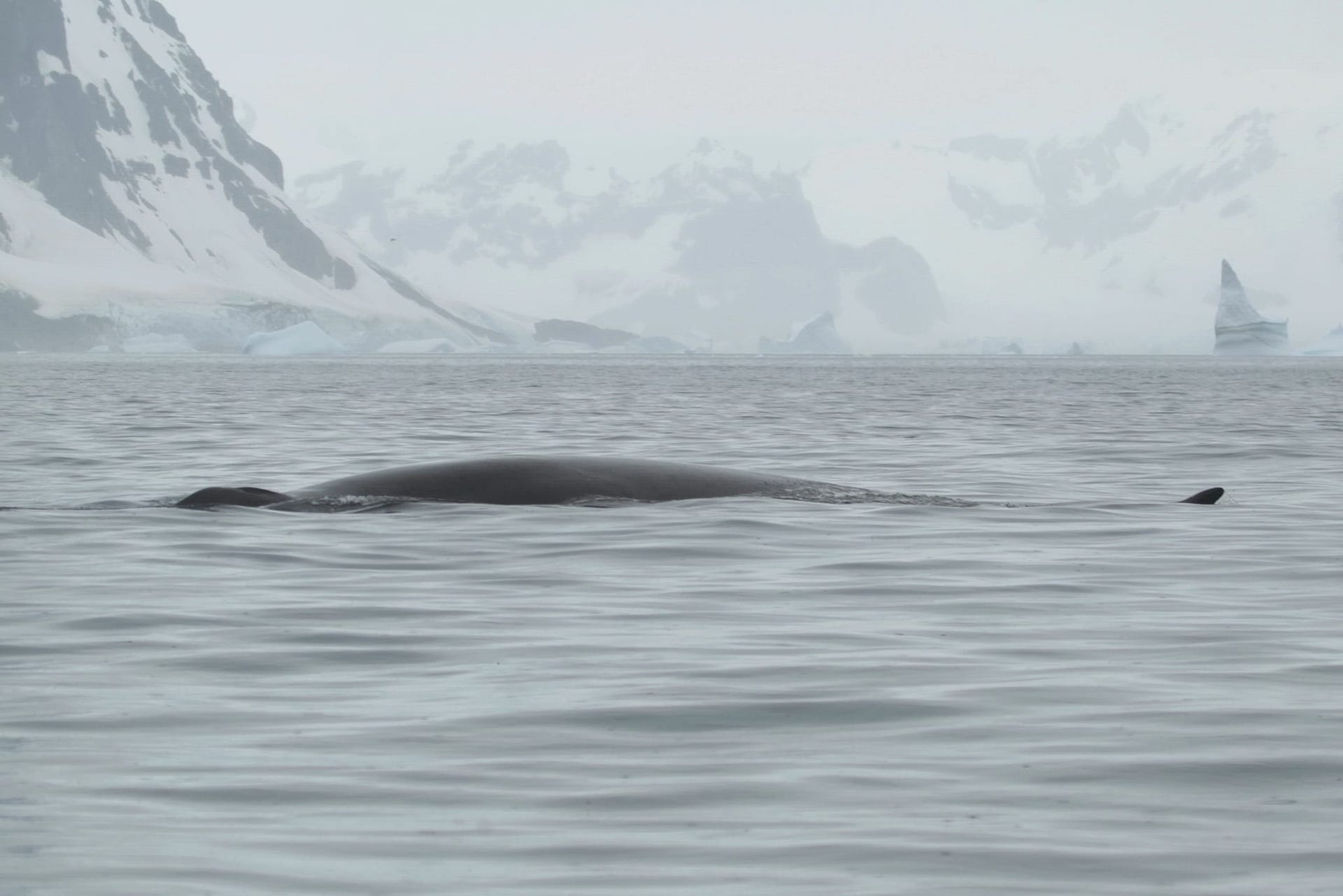 кит фінвал на станції "Академік Вернадський"
