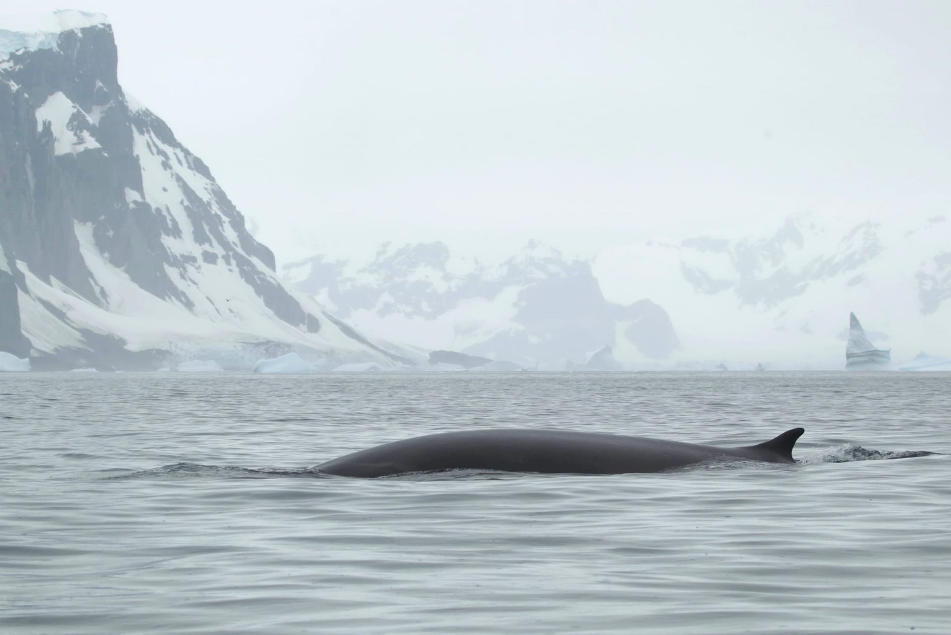 кит фінвал на станції "Академік Вернадський"