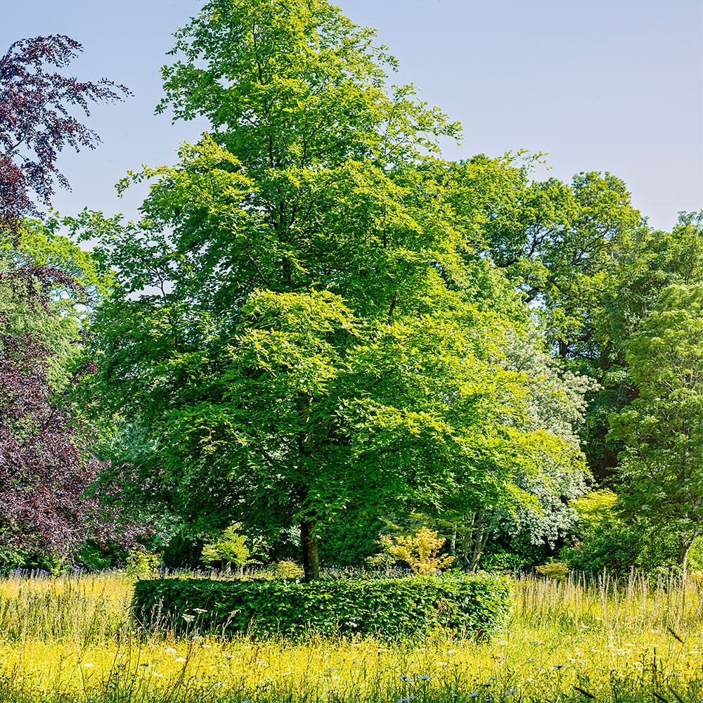 Нова колаборація: Burberry та резиденція Чарльза ІІІ Highgrove Gardens-Фото 2