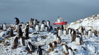 Українські полярники нарахували рекордну кількість пінгвінів: фото-320x180