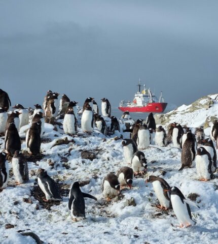Українські полярники нарахували рекордну кількість пінгвінів