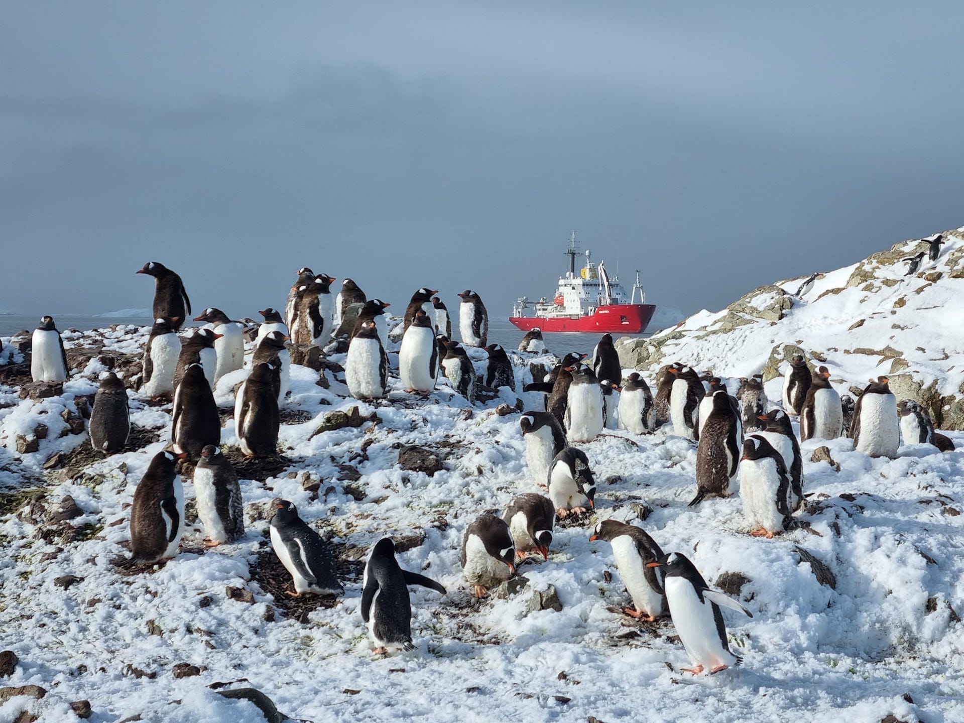 Українські полярники нарахували рекордну кількість пінгвінів: фото-Фото 1