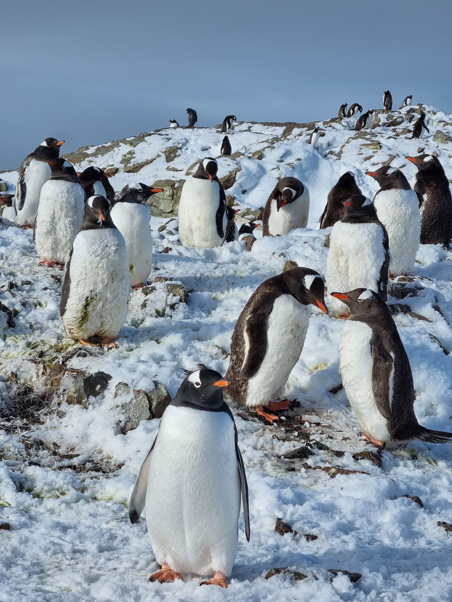 Українські полярники нарахували рекордну кількість пінгвінів: фото-Фото 2