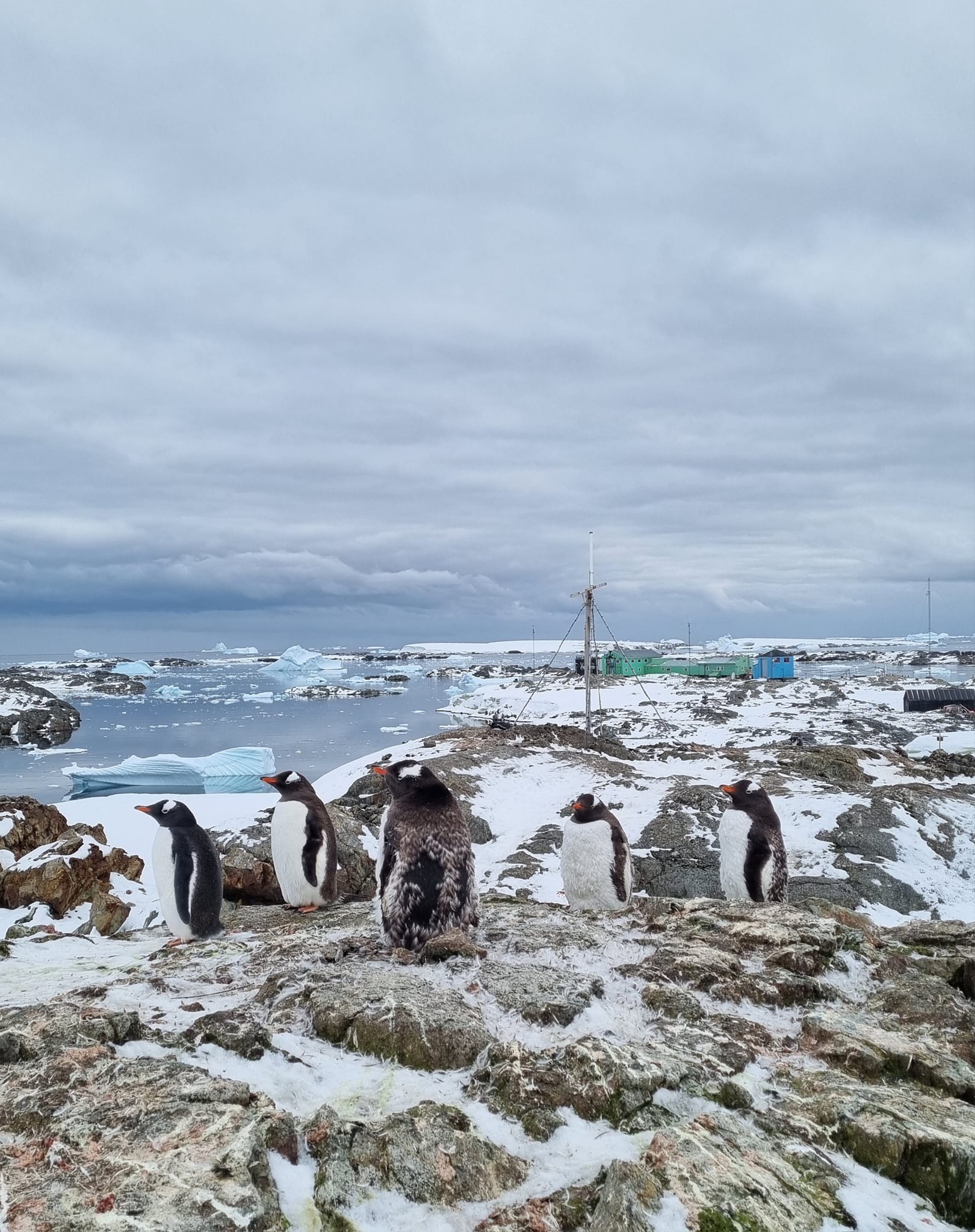 Українські полярники нарахували рекордну кількість пінгвінів: фото-Фото 4