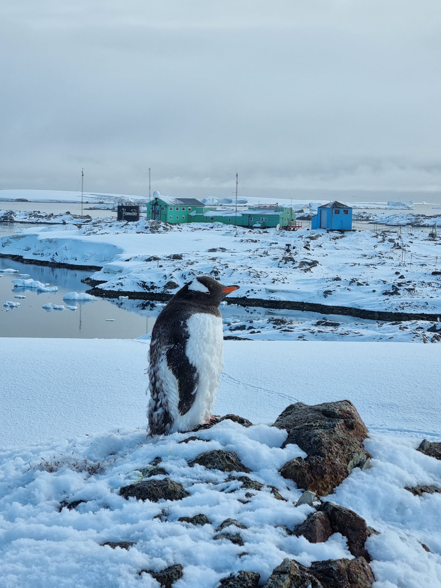 Українські полярники нарахували рекордну кількість пінгвінів: фото-Фото 5