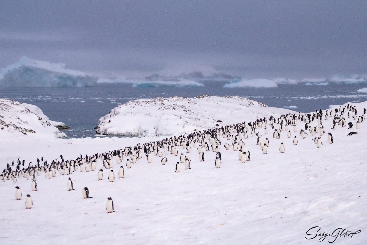 Українські полярники нарахували рекордну кількість пінгвінів: фото-Фото 9