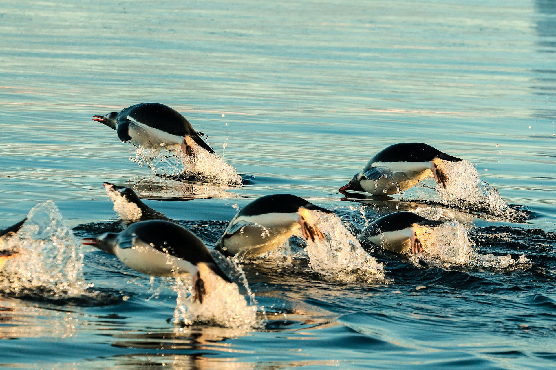 Українські полярники нарахували рекордну кількість пінгвінів: фото-Фото 3