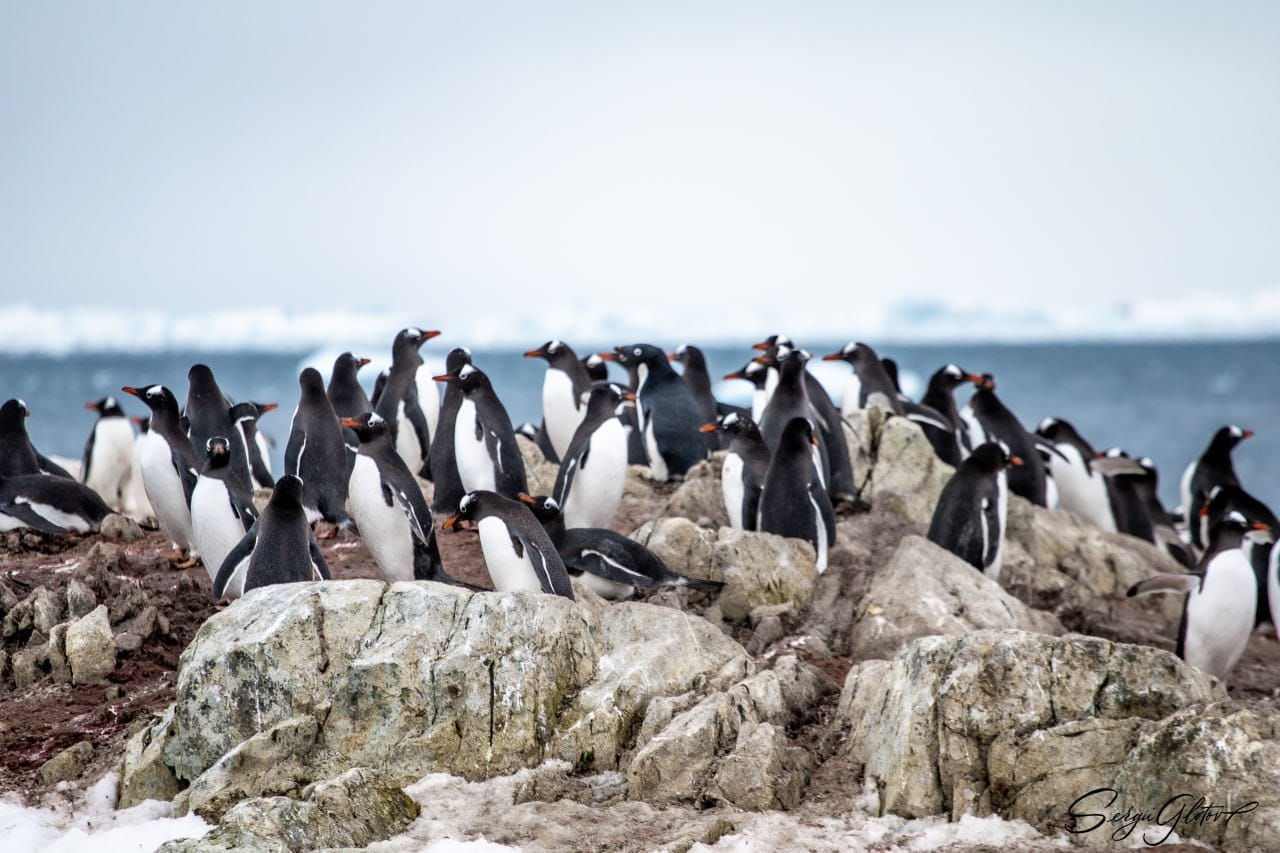 Українські полярники нарахували рекордну кількість пінгвінів: фото-Фото 6