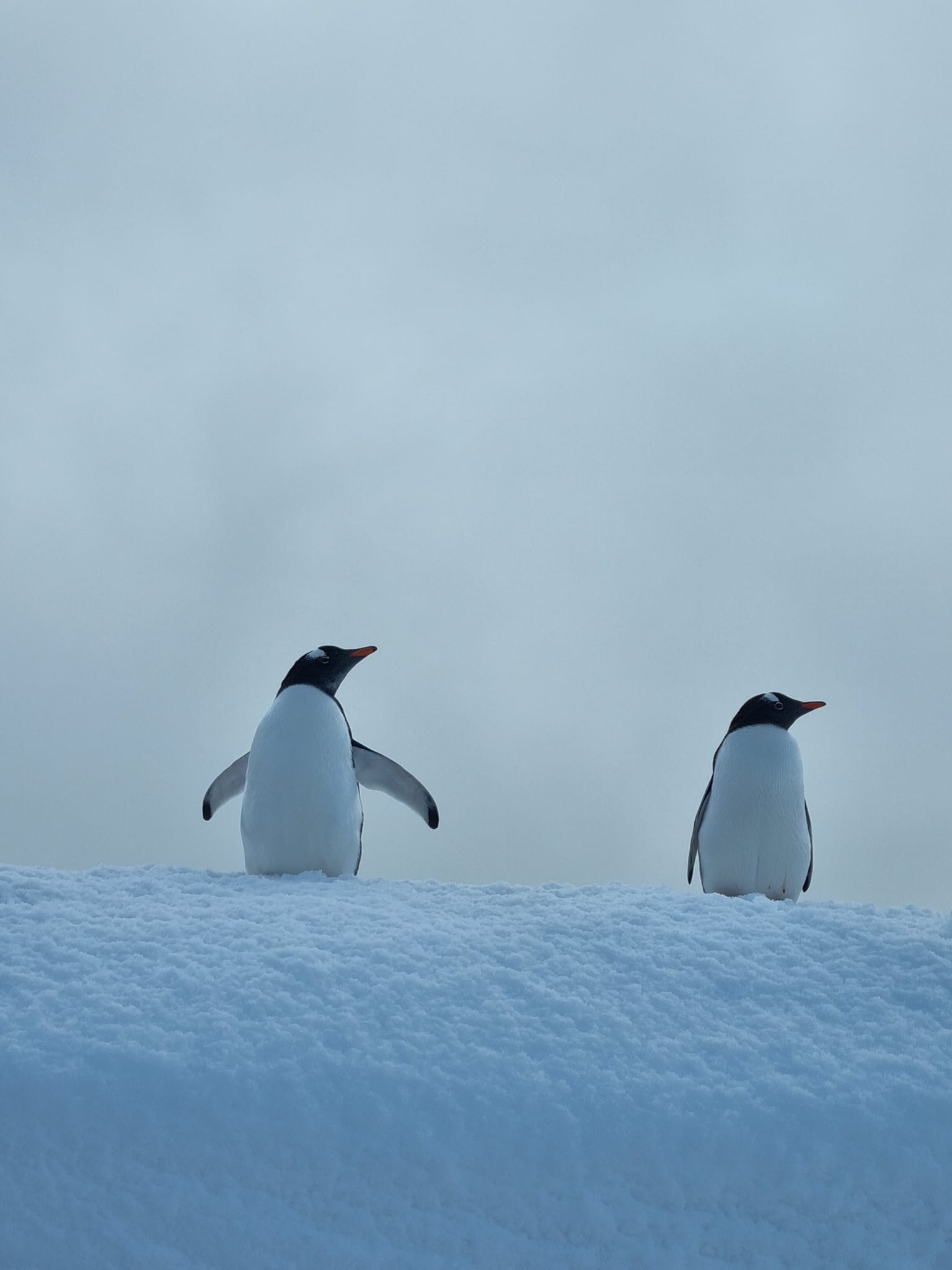 Українські полярники нарахували рекордну кількість пінгвінів: фото-Фото 7