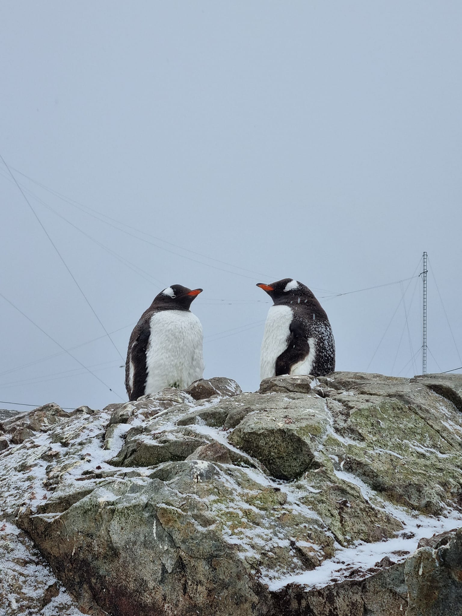 Українські полярники нарахували рекордну кількість пінгвінів: фото-Фото 8