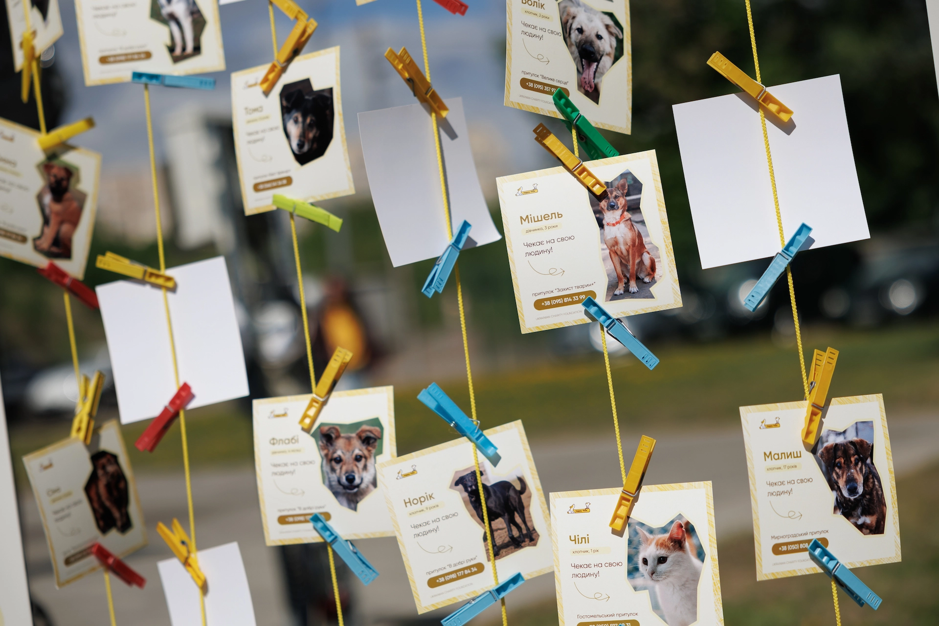 MINI Happy Paw благодійний пікнік