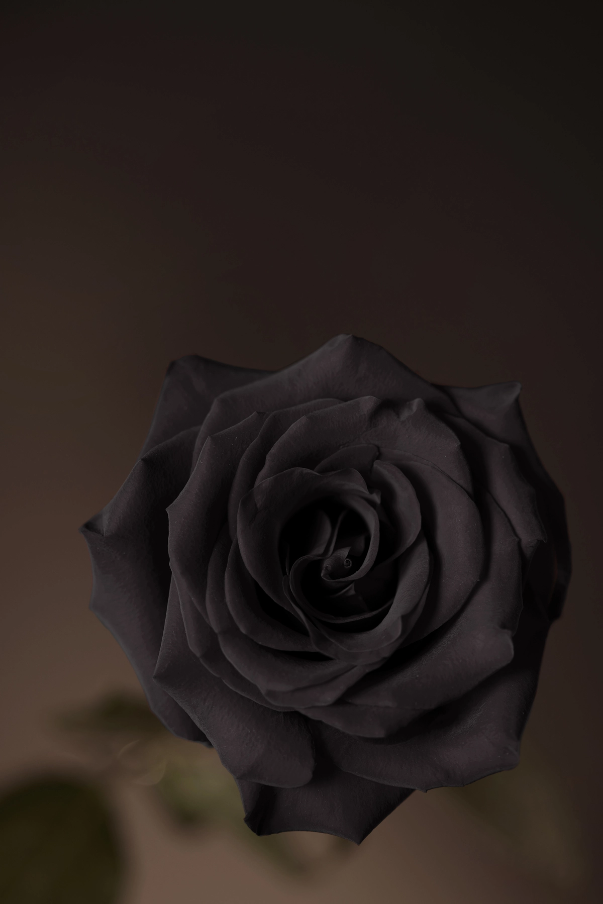 чорна троянда Баккара