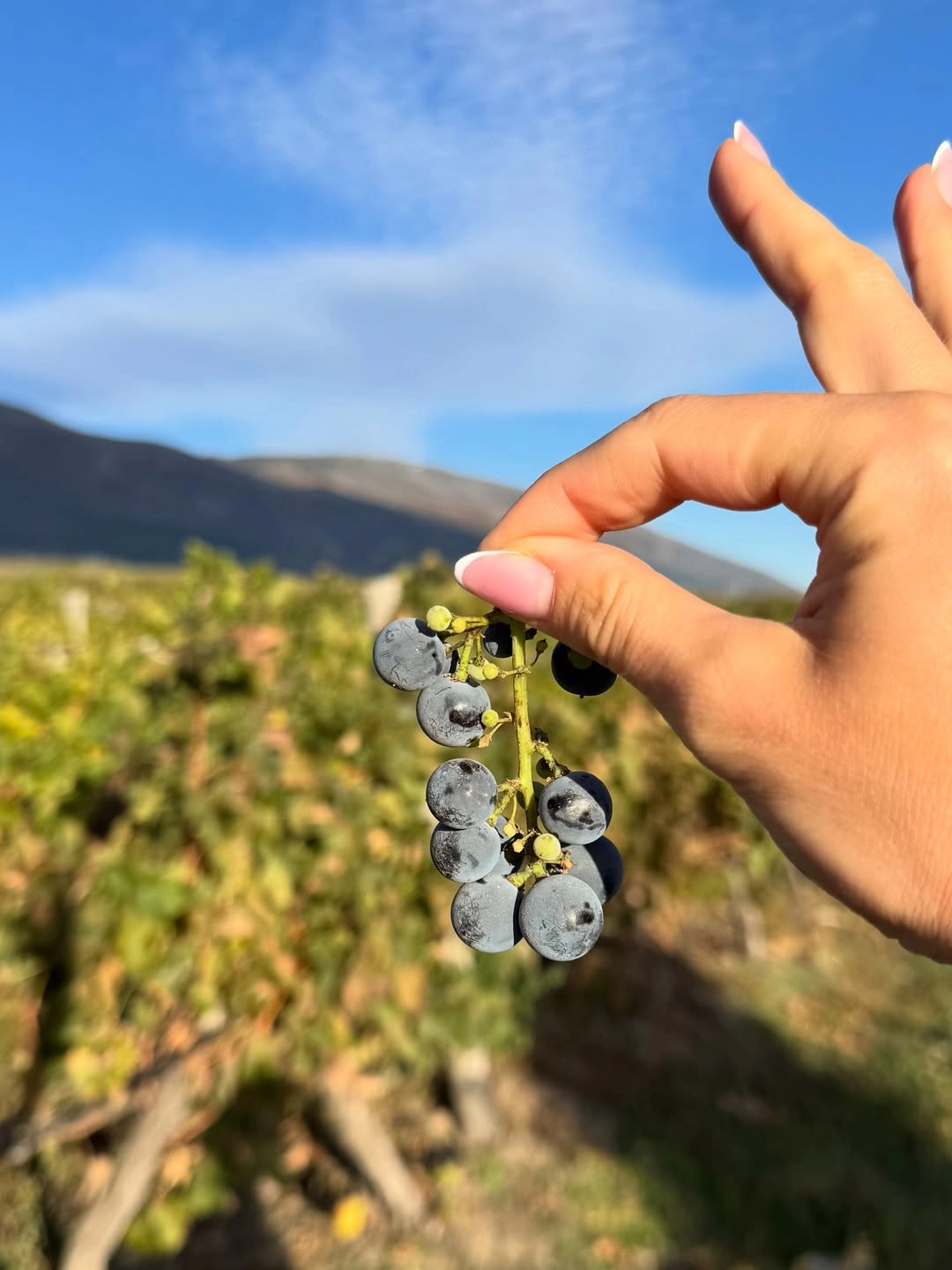 виноградники