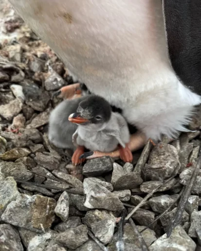 пінгвінятко Вернадський